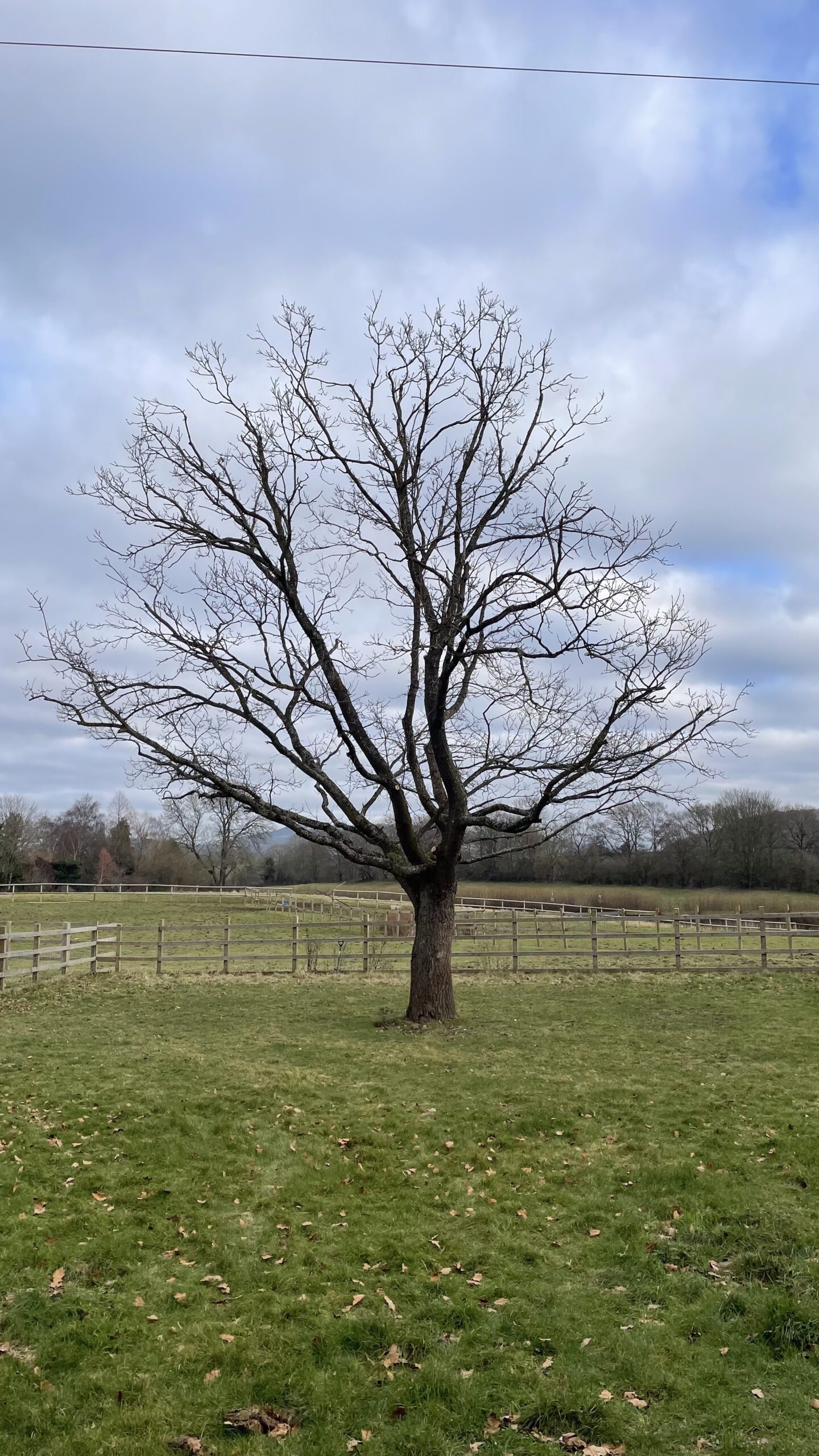 Home [treekind.uk]